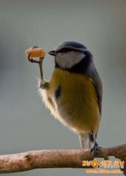 一只吃饭很文雅的鸟