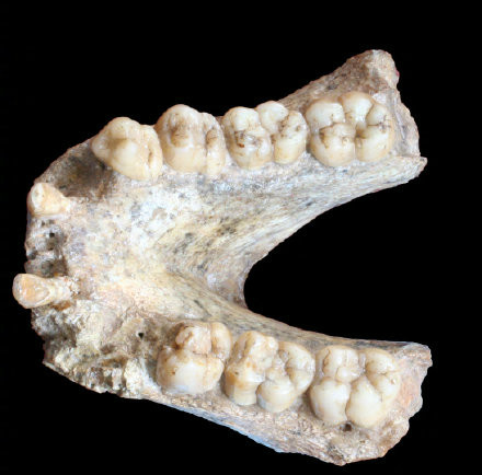 巨猿牙齿化石