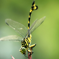 唯美的蜻蜓头像,昆虫界的飞行之王
