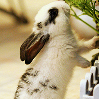 萌萌的兔子QQ头像,灵动的眼睛甚是惹人喜爱