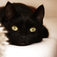 诡异恐怖的黑猫个性QQ头像