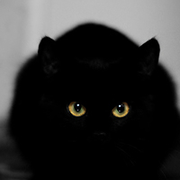 诡异恐怖的黑猫个性QQ头像