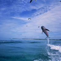 关于海豚的QQ头像,水中尽情嬉戏