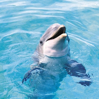 关于海豚的QQ头像