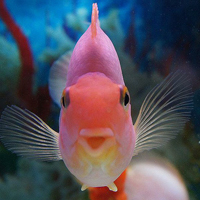 色彩缤纷的鱼儿头像