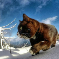 美国网红冒险猫(布玛)QQ头像,跋山涉水