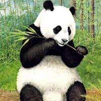 憨厚可爱的熊猫QQ头像,竹子，我的最爱