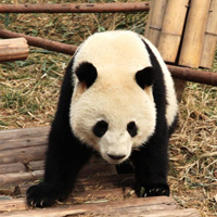 憨厚可爱的熊猫QQ头像