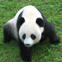 憨厚可爱的熊猫QQ头像