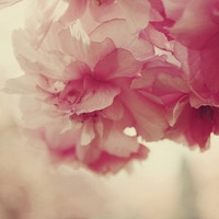花团锦簇唯美个性头像