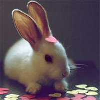 很萌很好看的兔子头像