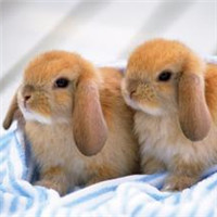 很萌很好看的兔子头像