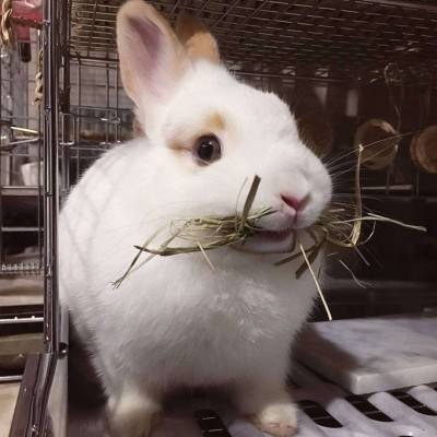 萌萌哒的高清小白兔头像图片 爱吃萝卜爱吃菜