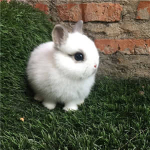 萌萌哒的高清小白兔头像图片 爱吃萝卜爱吃菜