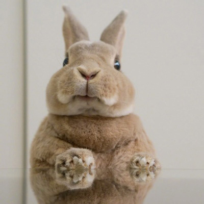 可爱兔子头像 真实呆萌萌萌兔子图片大全