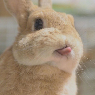 可爱兔子头像 真实呆萌萌萌兔子图片大全
