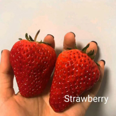 草莓微信头像图片大全 用草莓唯美图片做头像