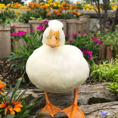 微信鸭子头像图片 最近流行很火的真实鸭子头像