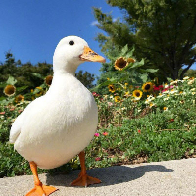 微信鸭子头像图片 最近流行很火的真实鸭子头像