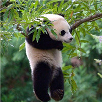 微信高清可爱的熊猫头像