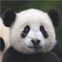 微信高清可爱的熊猫头像