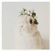 微信萌萌哒的兔子头像 可爱是天生的