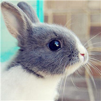 微信萌萌哒的兔子头像 可爱是天生的