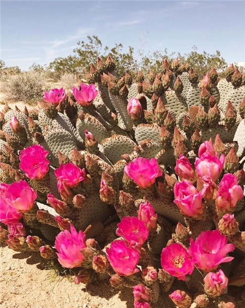 沙漠仙人掌唯美意境图片 一种独特的美